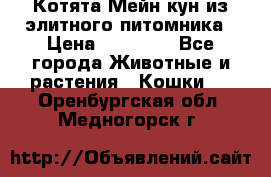 Котята Мейн-кун из элитного питомника › Цена ­ 20 000 - Все города Животные и растения » Кошки   . Оренбургская обл.,Медногорск г.